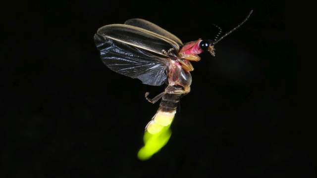 Fireflies glowing at night