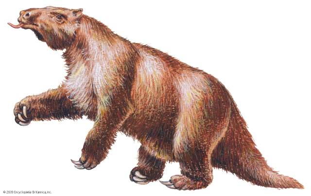 Giant ground sloth