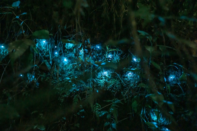 Glowworms illuminating in dark