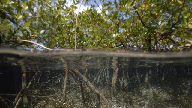 Mangrove roots stabilize coastlines