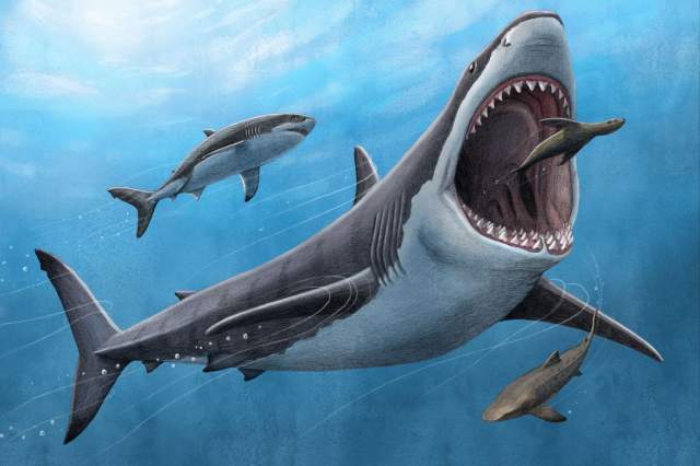 Megalodon in prehistoric waters