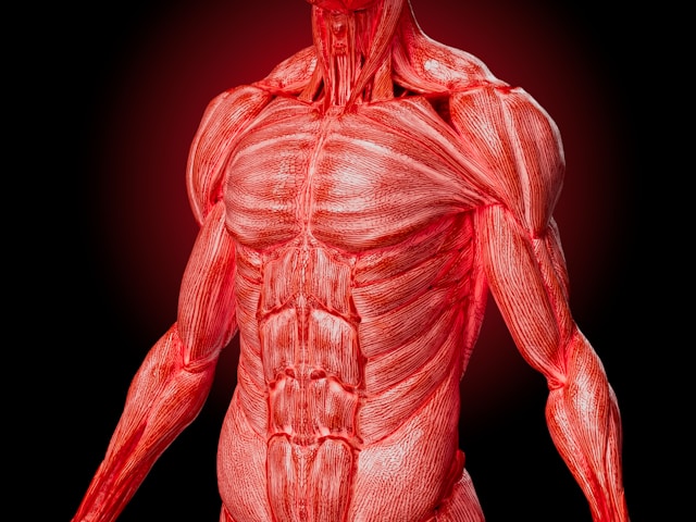 muscle anatomy