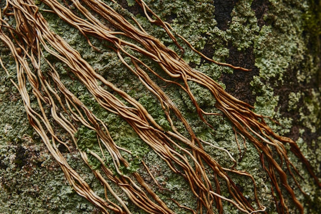 Mycorrhizal fungi plant roots