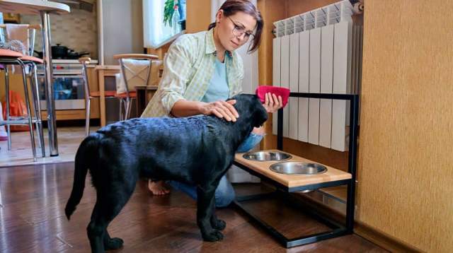 Pet-proofing a home for a new dog