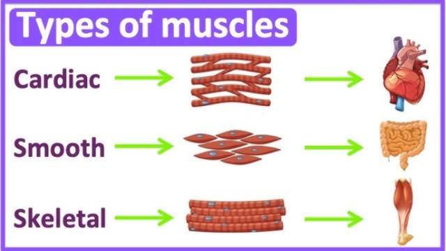 Types of muscles skeletal, cardiac, smooth