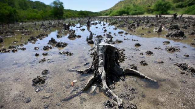 deforested mangroves