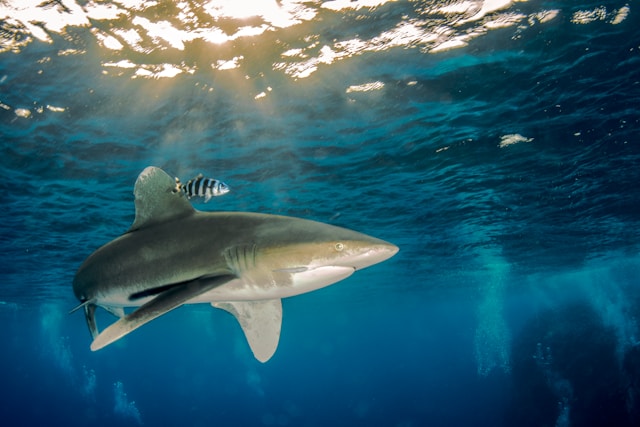 A shark swimming in the ocean showcasing countershading