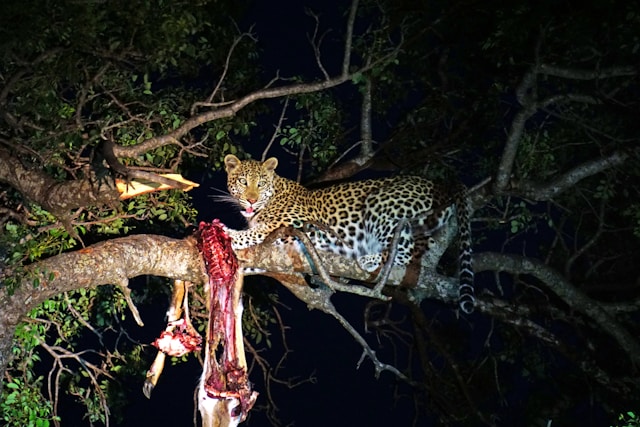 leopard in night