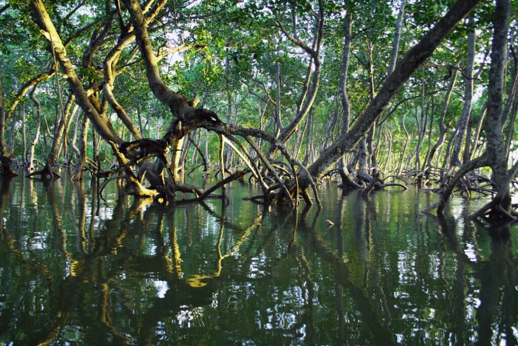 mangrove forest