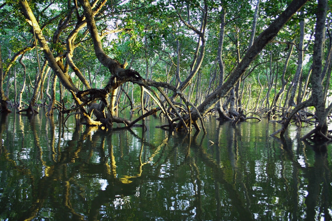 Mangroves: The Unsung Heroes of Coastal Ecosystem Recovery