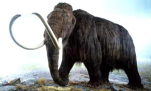 Woolly mammoths