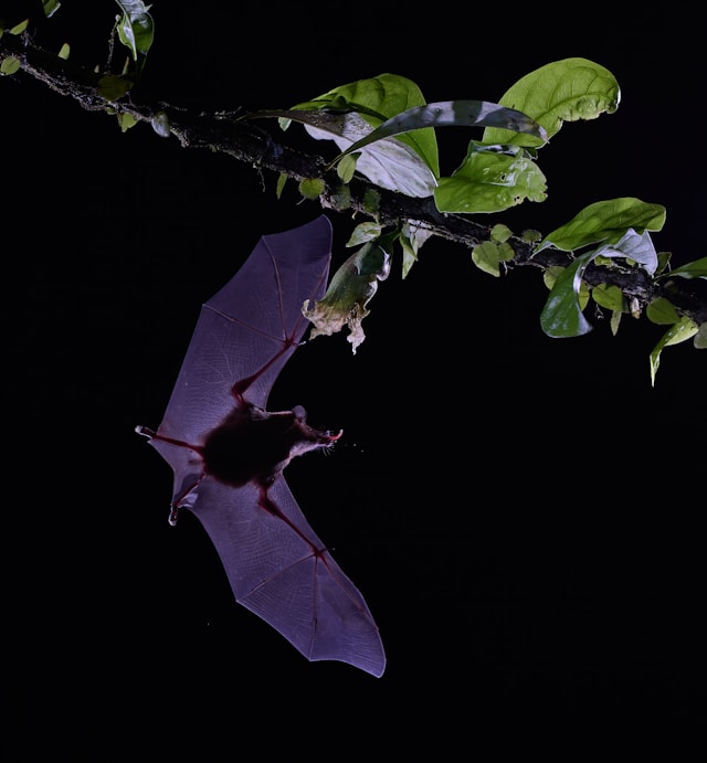 nocturnal bats