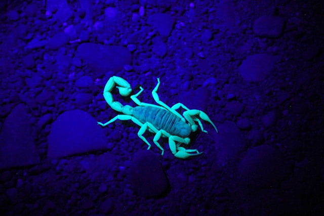 scorpion at night