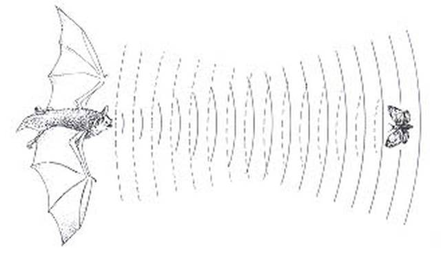 Bat echolocation