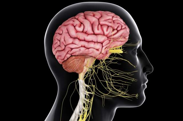 Diagram showing the human nervous system including brain, spinal cord, and nerves