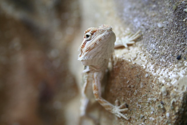 Gecko climbing