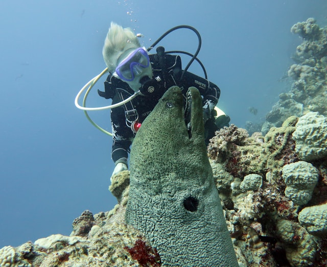 Scientists working with coral reefs