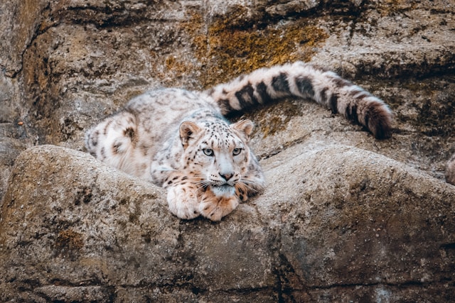 Snow leopard