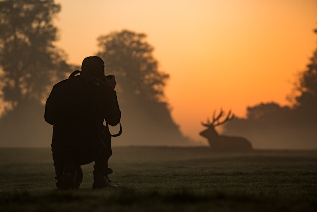 Wildlife photographer