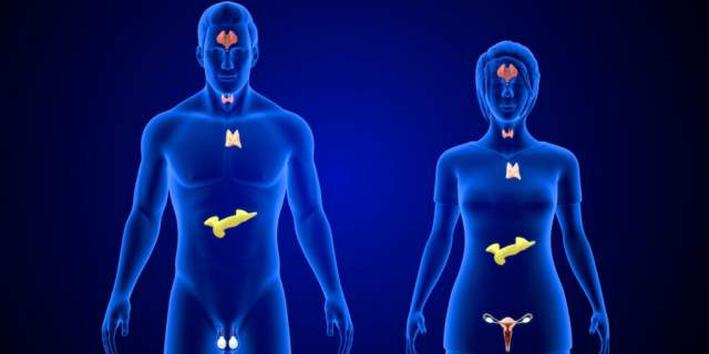 Illustration of the human endocrine system with glands marked such as pituitary, thyroid, and adrenal glands