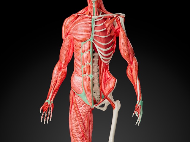 Diagram of the musculoskeletal system showing bones, muscles, and connective tissues