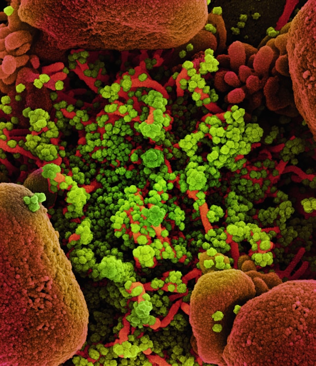 types of human cells under microscope