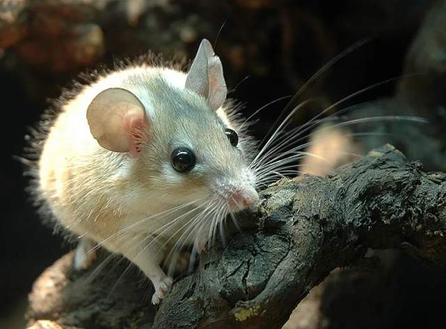 African Spiny Mouse known for scar-free healing