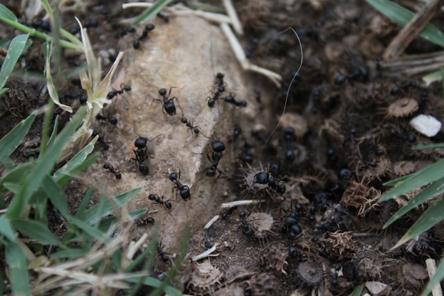 Ants aerating soil and decomposing organic matter