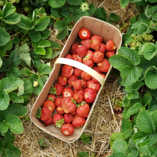 Baskets of fruits in a farm