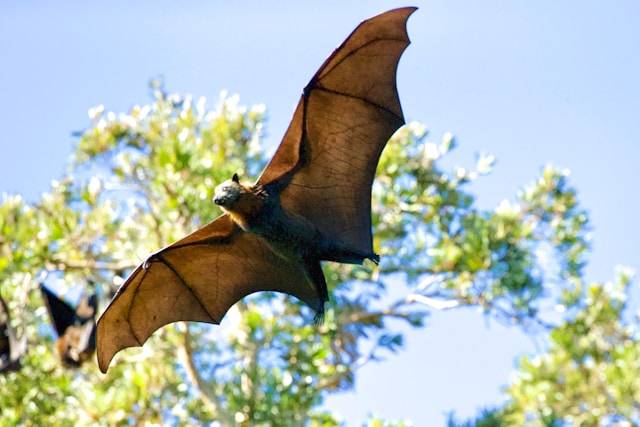 Bat flying above on city