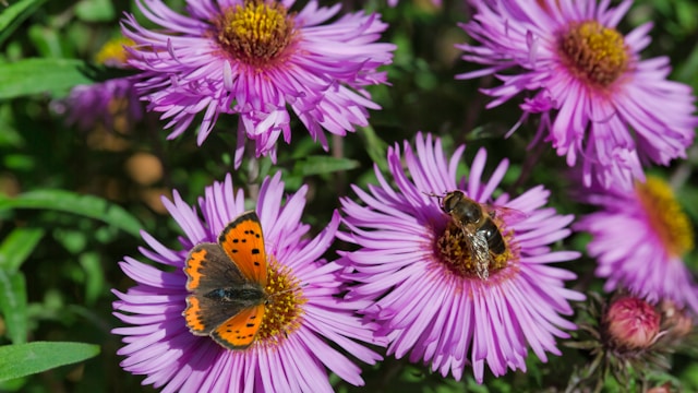 Bees and butterflies pollinating flowers in an urban garden