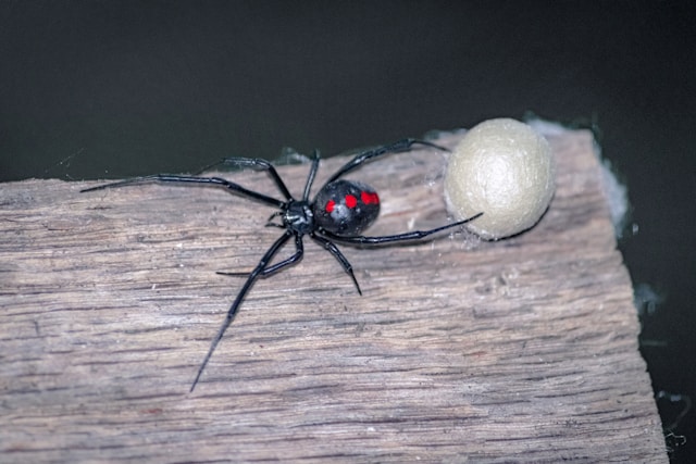 Black widow spider