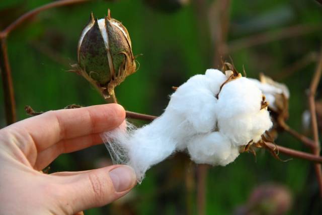 Bt cotton biotech