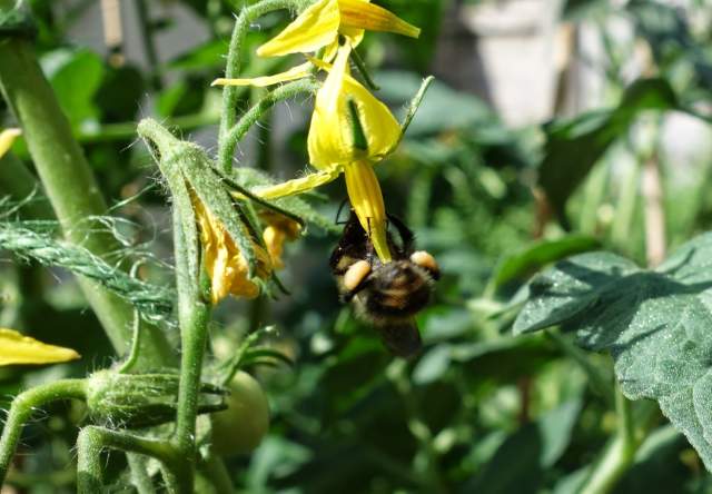 Bumblebee performing buzz pollination on tomato flowers