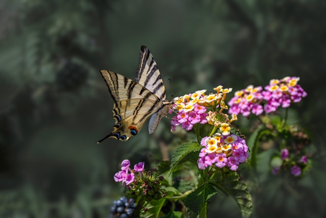 Butterfly feeding on a native wildflower