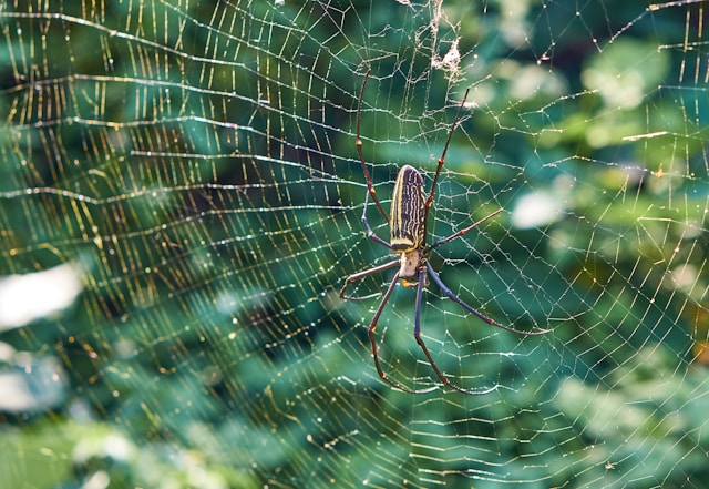 Close-up of a spider on a web