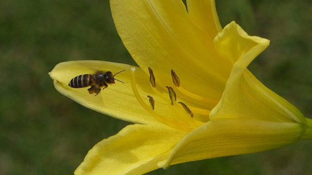 Close-up of bees on flowers