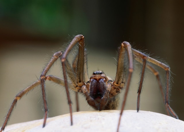 Close up of spider chelicerae and pedipalps