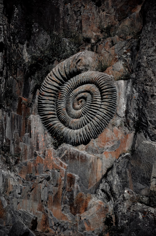 Coiled ammonite fossil resembling snake