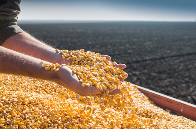 Corn crops future nitrogen fixation technology