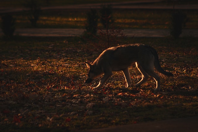 Coyote walking through an urban park at night
