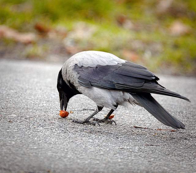 Crow dropping nuts onto the road to break them open
