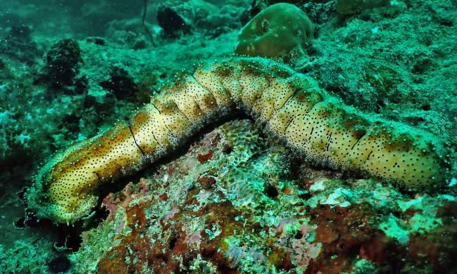 Deep-sea Chrono-regenerator worm
