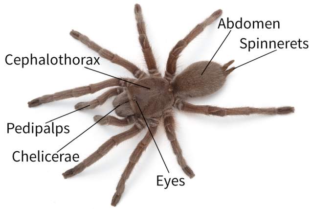 Diagram of spider anatomy