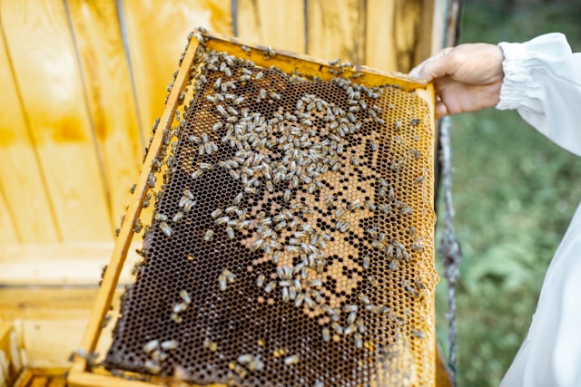 Empty beehive frame