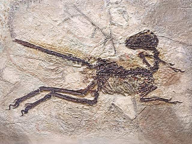 Feathered dinosaur fossil from Liaoning, China