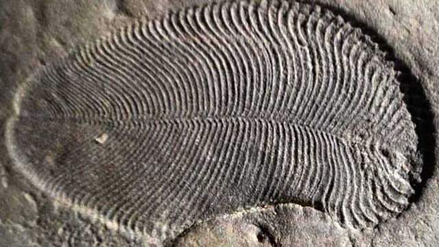 Fossil impressions of Ediacaran biota such as Dickinsonia and Charnia from Australia’s Ediacara Hills