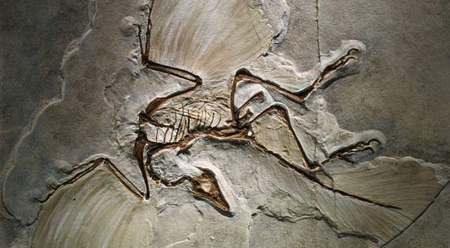 10 Amazing Fossil Discoveries Revolutionizing Our Understanding of Prehistoric Life
