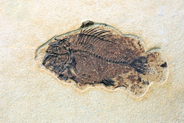 Fossil of Tiktaalik roseae, the 'fishapod'