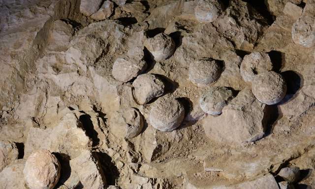 Fossil site showing eggs
